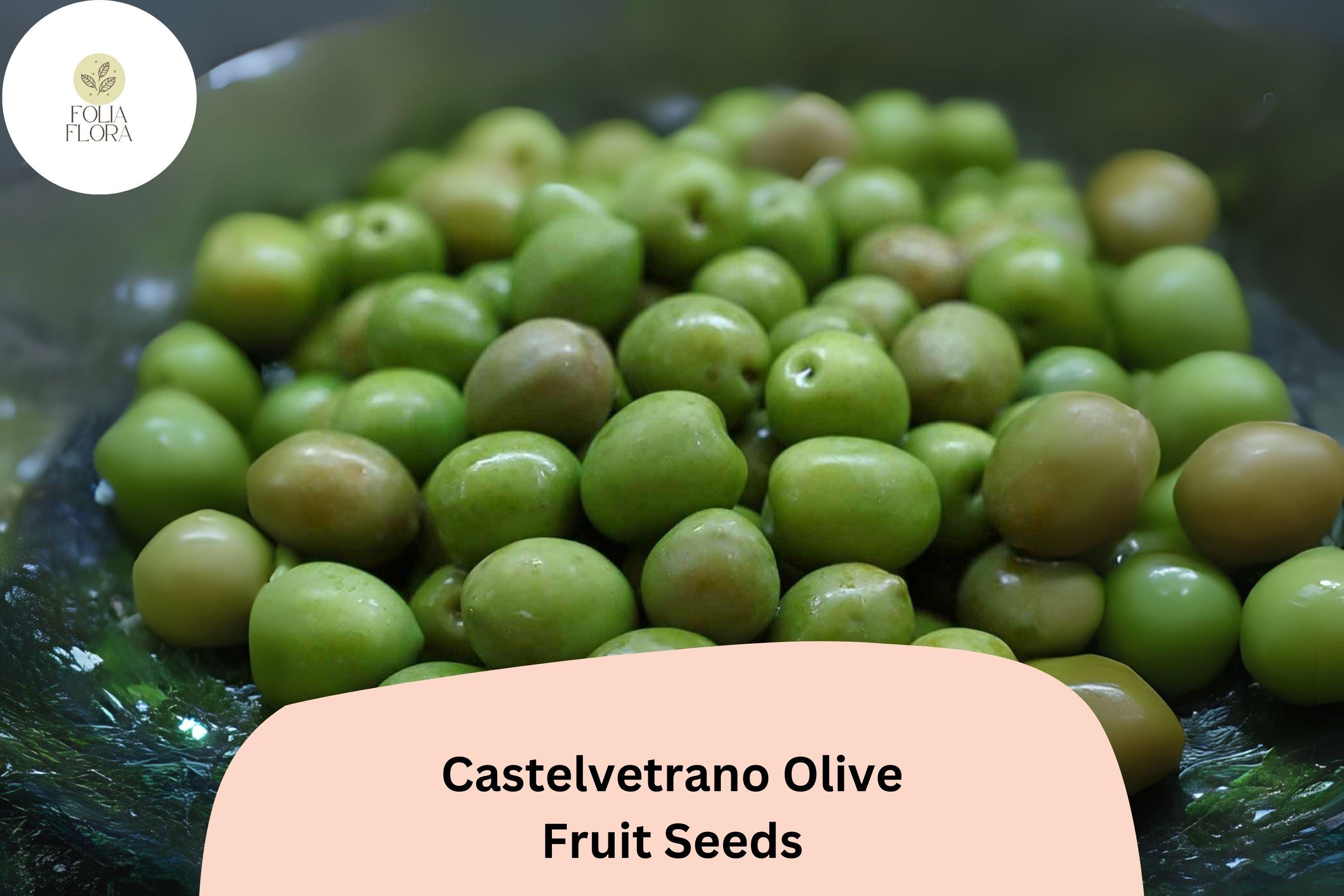 Castelvetrano Olive Seeds | Italian Green Olive Tree