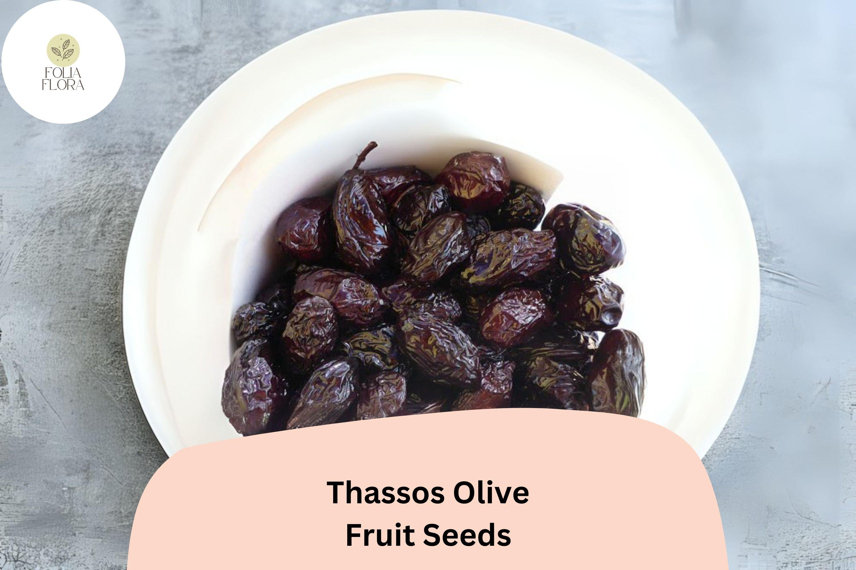 Thassos Olive Seeds | Greek Heirloom, Bonsai Growing (10+ Seeds)