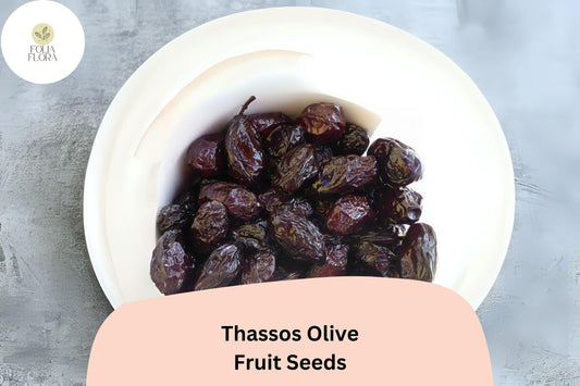 Thassos Olive Seeds | Greek Heirloom, Bonsai Growing (10+ Seeds)