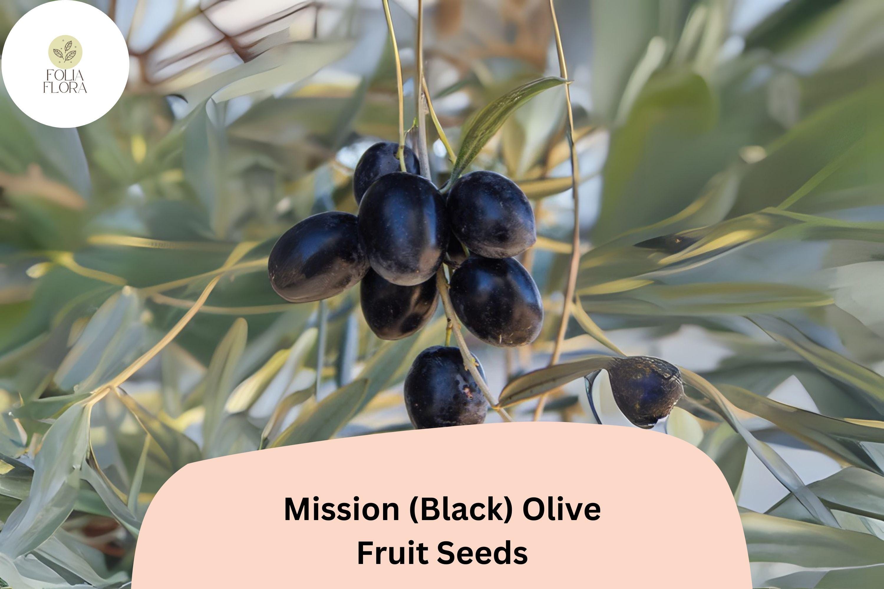 Mission Olive Tree Seeds | Heirloom Variety for Bonsai & Mediterranean Gardens