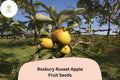 25+ Roxbury Russet Apple Seeds | Malus domestica | Heirloom Apple Variety for Garden Orchard Planting