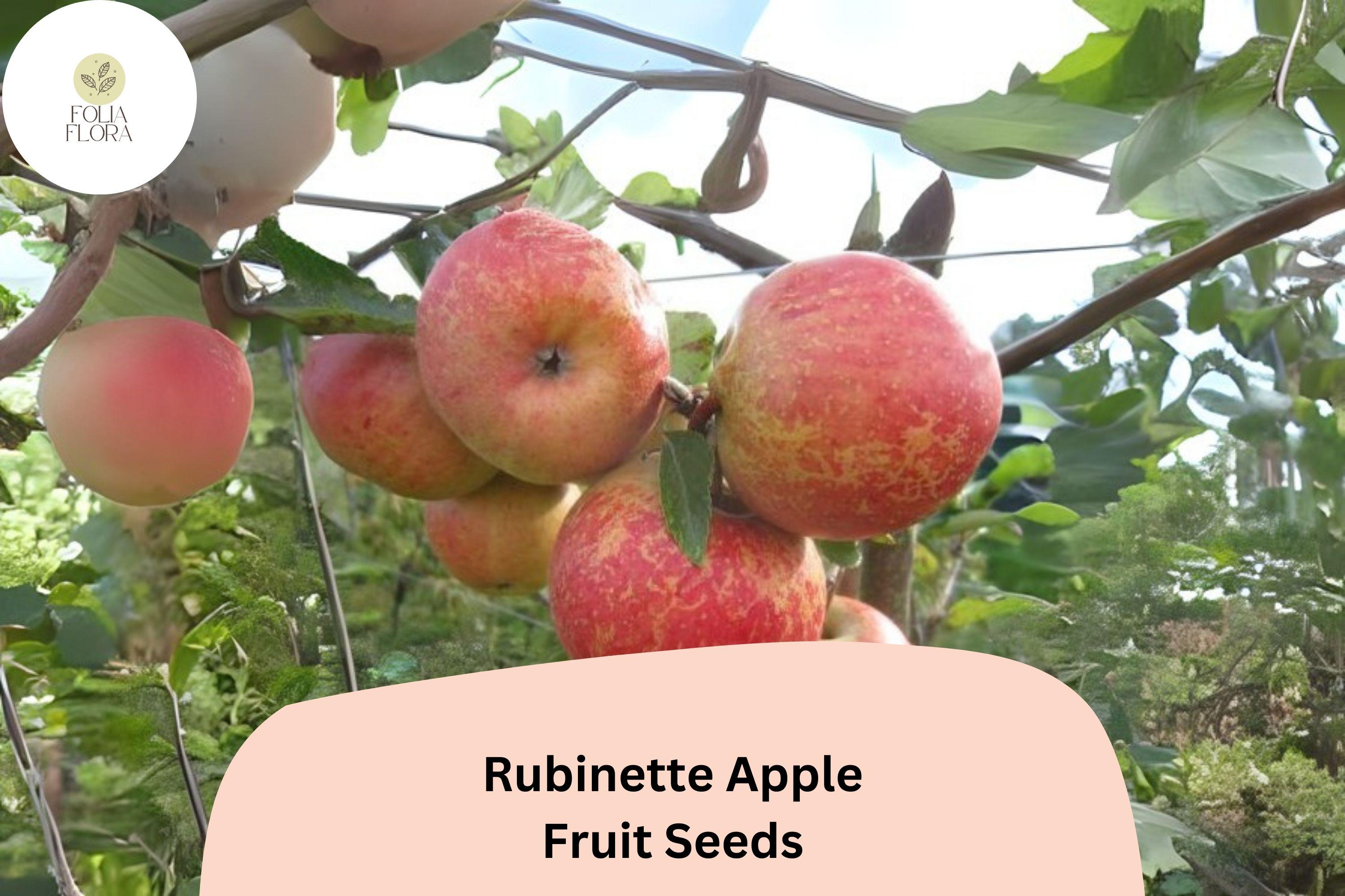 Rubinette Apple Seeds – Rare Heirloom Malus domestica for Home Orchard, Medium Juicy Apples, Golden Delicious x Cox’s Orange Pippin