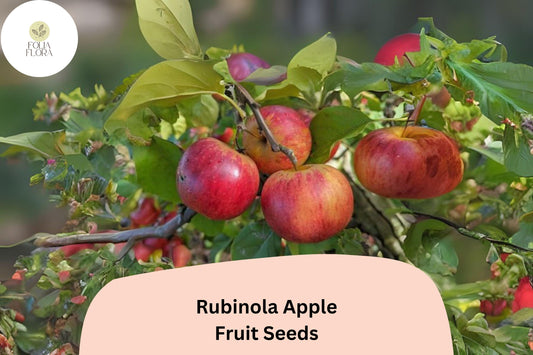 Rubinola Apple Seeds | Rare Heirloom Variety