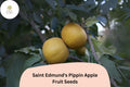 Saint Edmundâ€™s Pippin Apple Seeds | Rare Heirloom Russet Variety