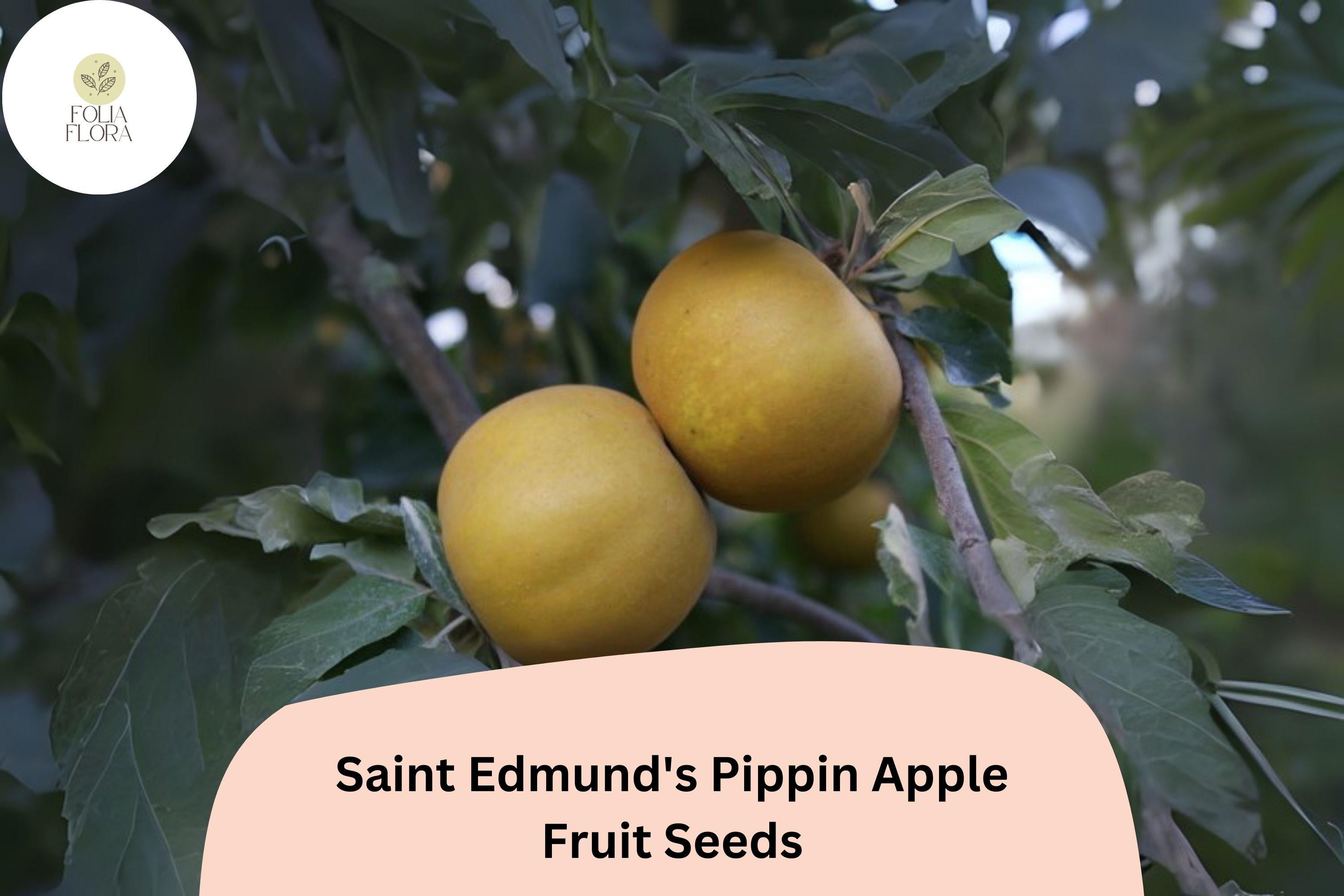 Saint Edmundâ€™s Pippin Apple Seeds | Rare Heirloom Russet Variety