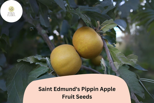Saint Edmundâ€™s Pippin Apple Seeds | Rare Heirloom Russet Variety