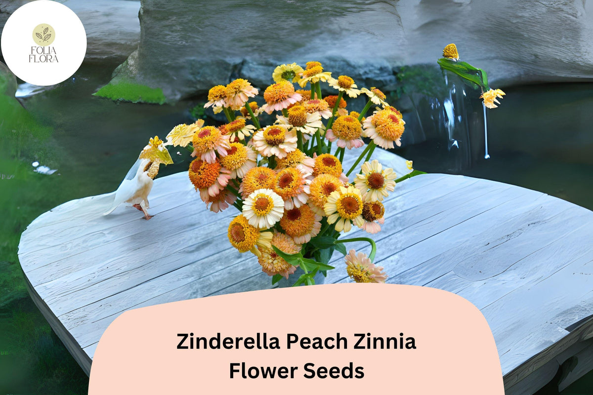 Zinderella Peach Zinnia Seeds â€“ Heirloom Double Bloom Flowers