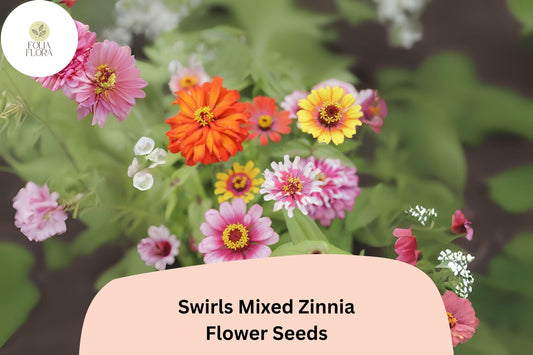 Swirls Mix Zinnia Seeds â€“ Heirloom Non-GMO Annual Flowers