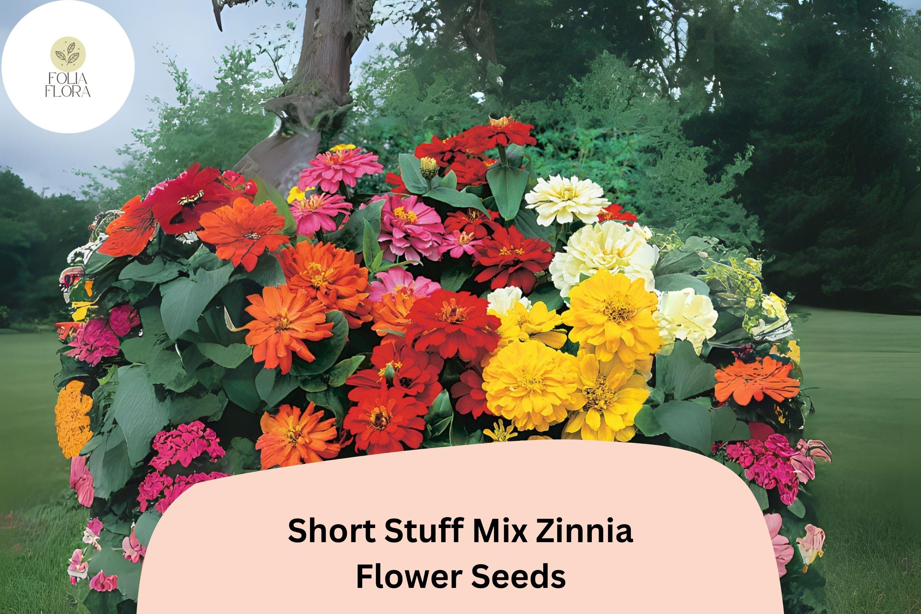 Dwarf Zinnia Seeds - Short Stuff Mix, Heirloom Non-GMO