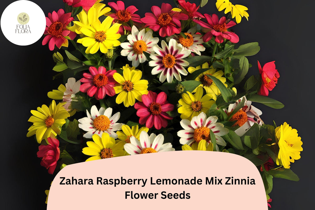 Zahara Raspberry Lemonade Zinnia Seeds â€“ Non-GMO Annual Flowers