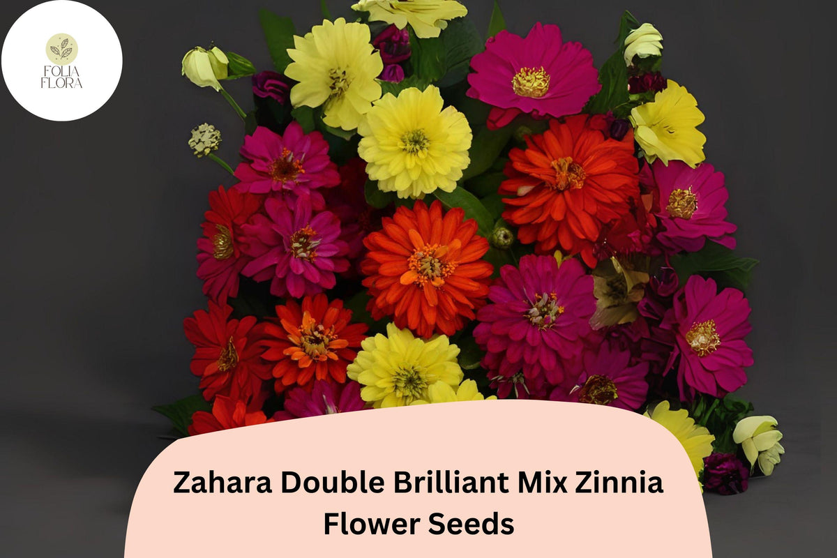 Zahara Double Zinnia Seeds â€“ Brilliant Mix, Non-GMO