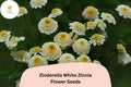 Zinderella White Zinnia Seeds â€“ Double Bloom, Non-GMO