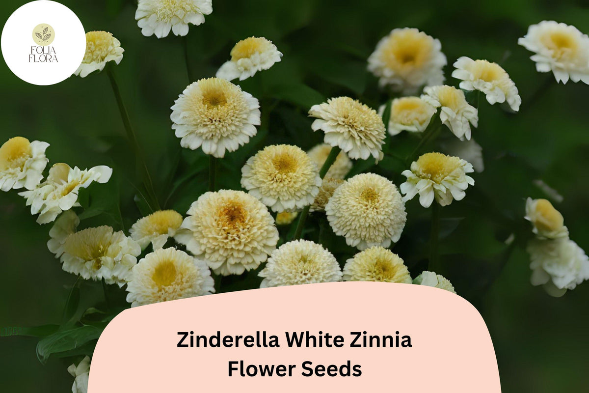 Zinderella White Zinnia Seeds â€“ Double Bloom, Non-GMO