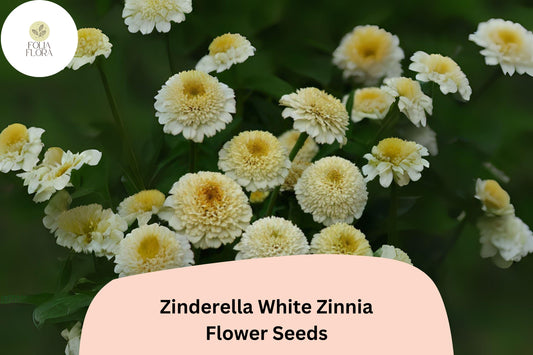 Zinderella White Zinnia Seeds â€“ Double Bloom, Non-GMO