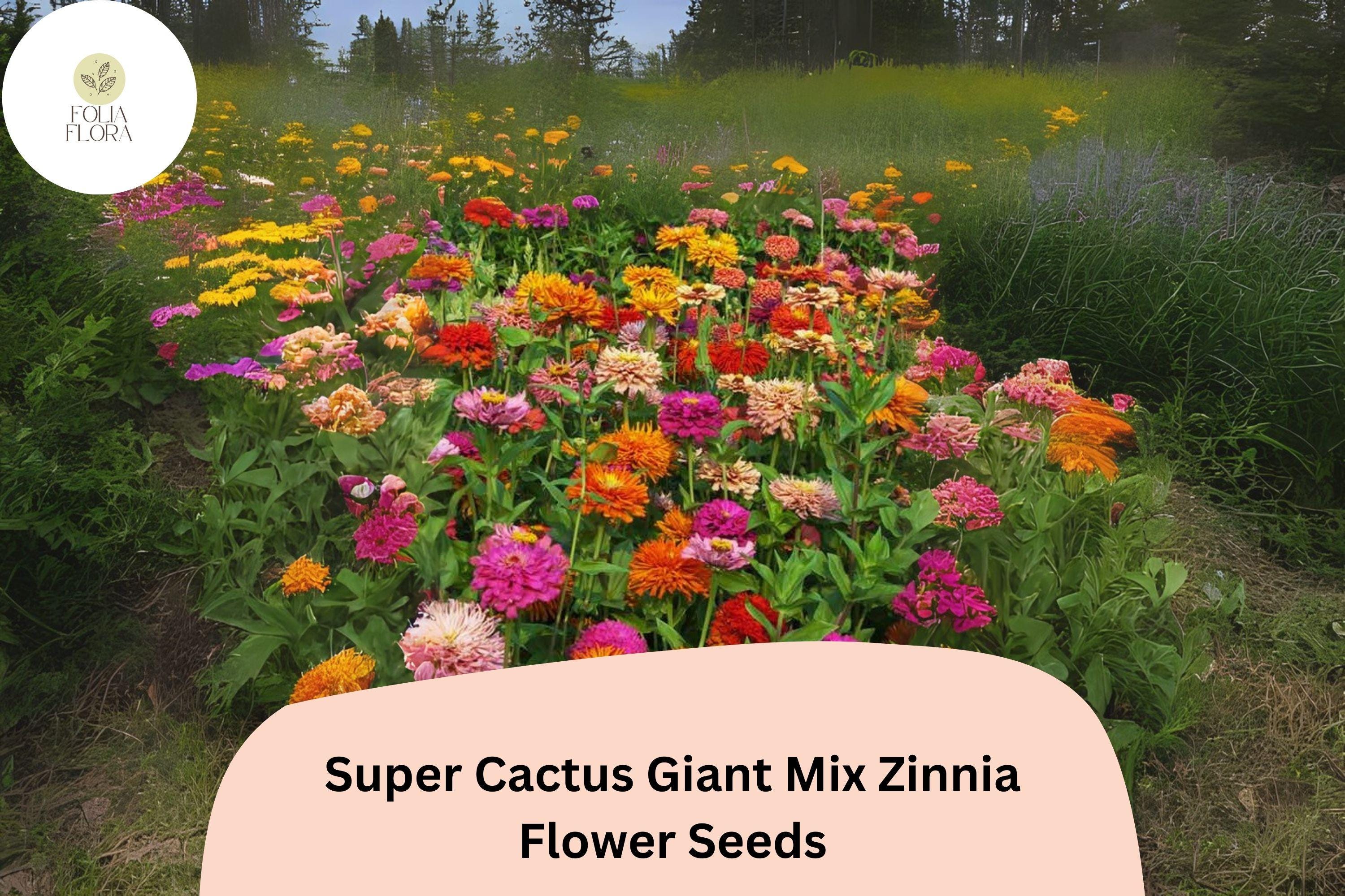 Super Cactus Zinnia Seeds â€“ Giant Frilled Blooms, Non-GMO