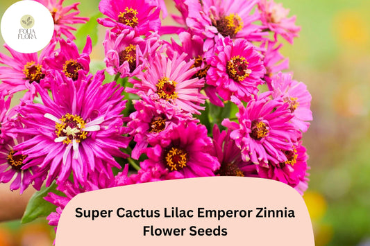 Super Cactus Lilac Zinnia Seeds â€“ Non-GMO Annual Flower