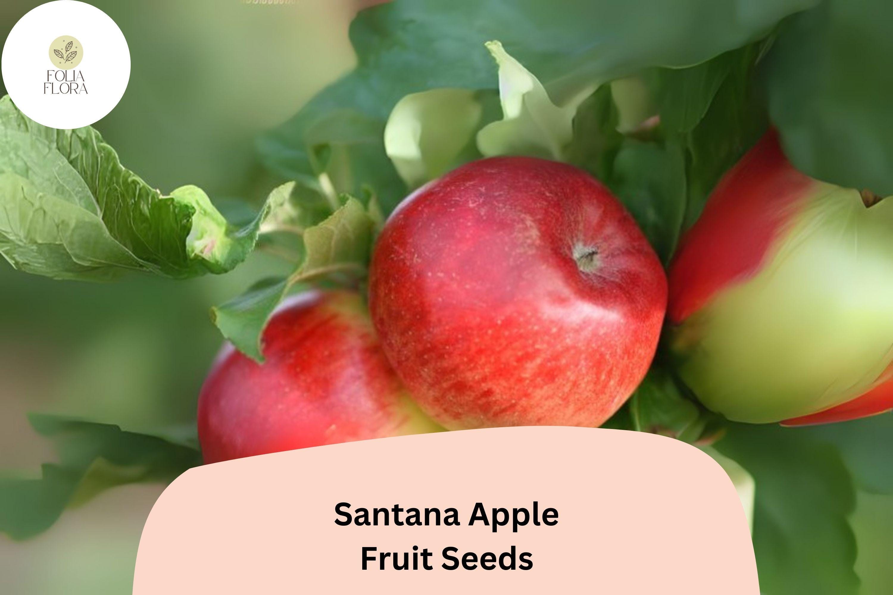 25+ Santana Apple Seeds | Malus domestica | Crisp, Low-Allergen Apple Variety for Garden & Orchard Planting