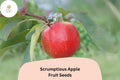 Scrumptious Apple Seeds | Rare Heirloom Variety for Home Garden