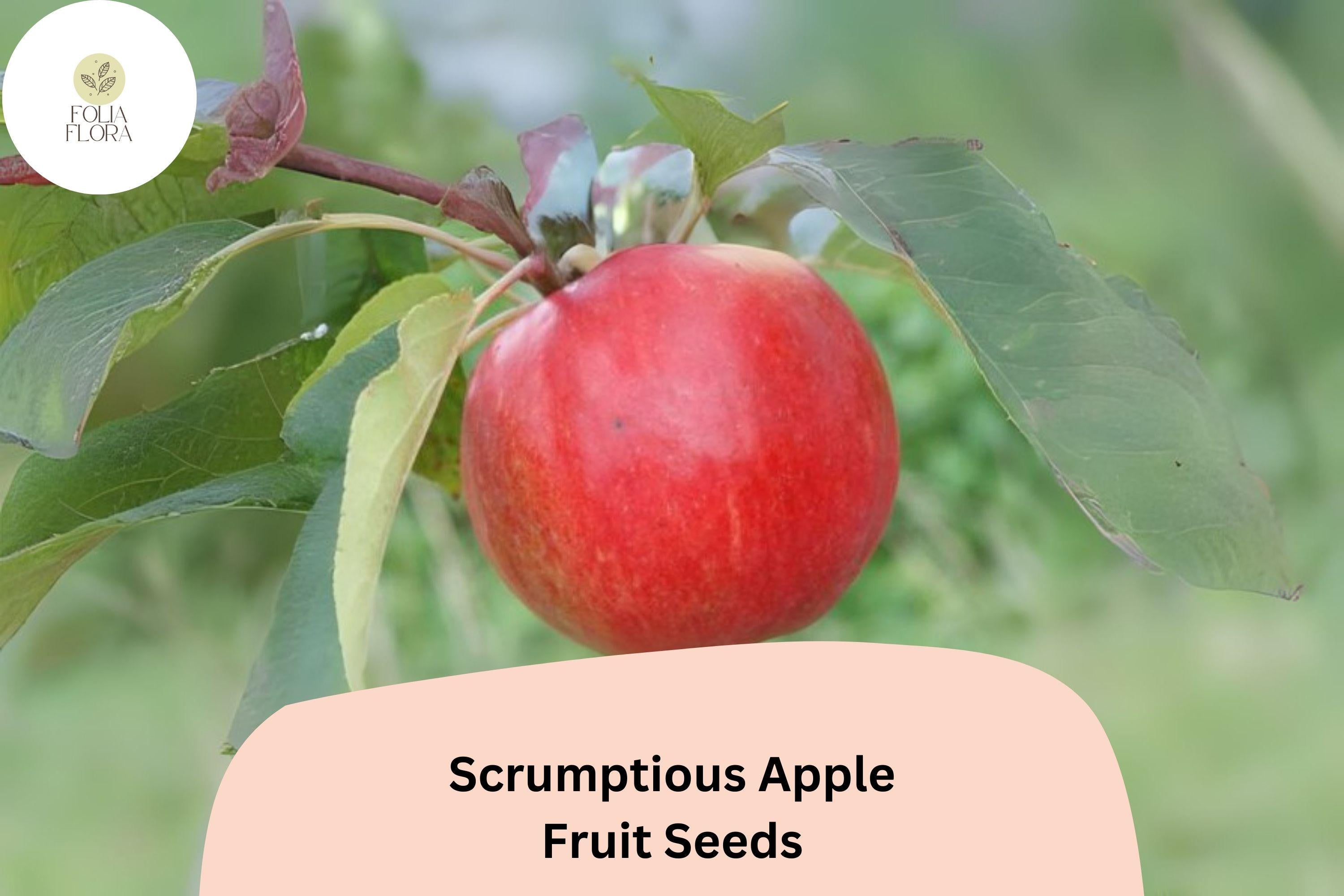 Scrumptious Apple Seeds | Rare Heirloom Variety for Home Garden