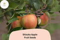 Shizuka Apple Seeds (25+) | Sweet Heirloom Variety