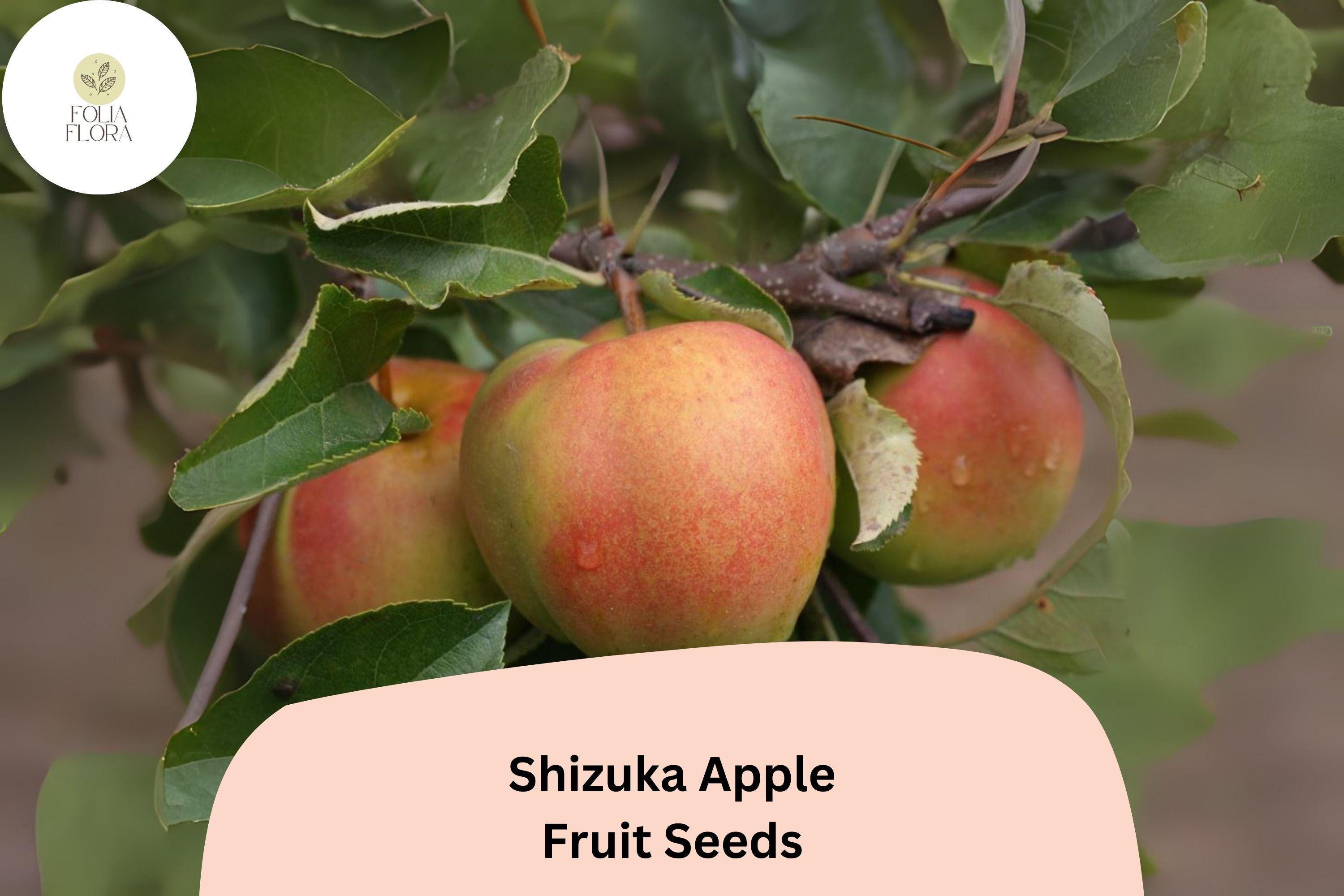 Shizuka Apple Seeds (25+) | Sweet Heirloom Variety