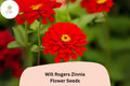 Will Rogers Zinnia Seeds â€“ Scarlet Red Heirloom Flowers