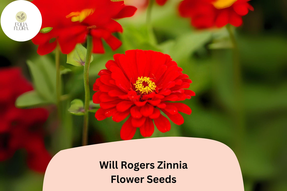 Will Rogers Zinnia Seeds â€“ Scarlet Red Heirloom Flowers