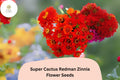 Super Cactus Redman Zinnia Seeds â€“ Bold Red Spiky Flowers