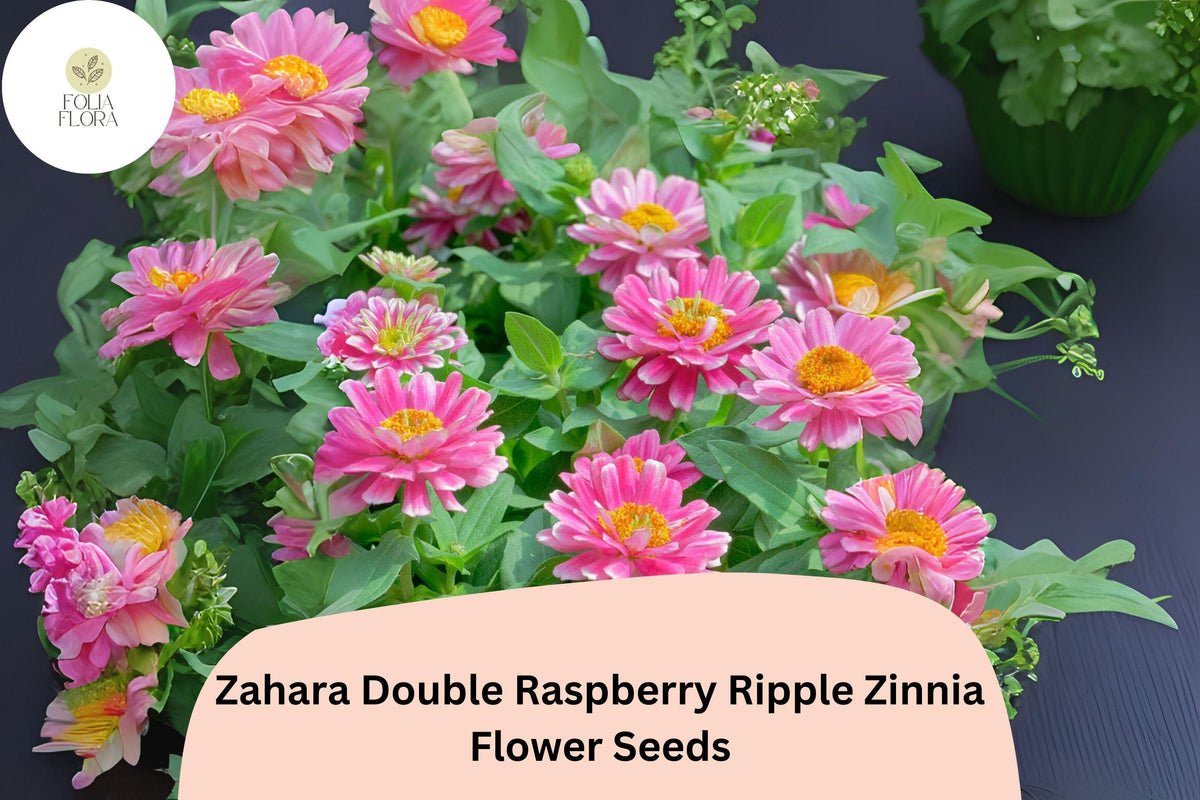 Zahara Raspberry Ripple Zinnia Seeds â€“ Pink & White Bi-Color Blooms