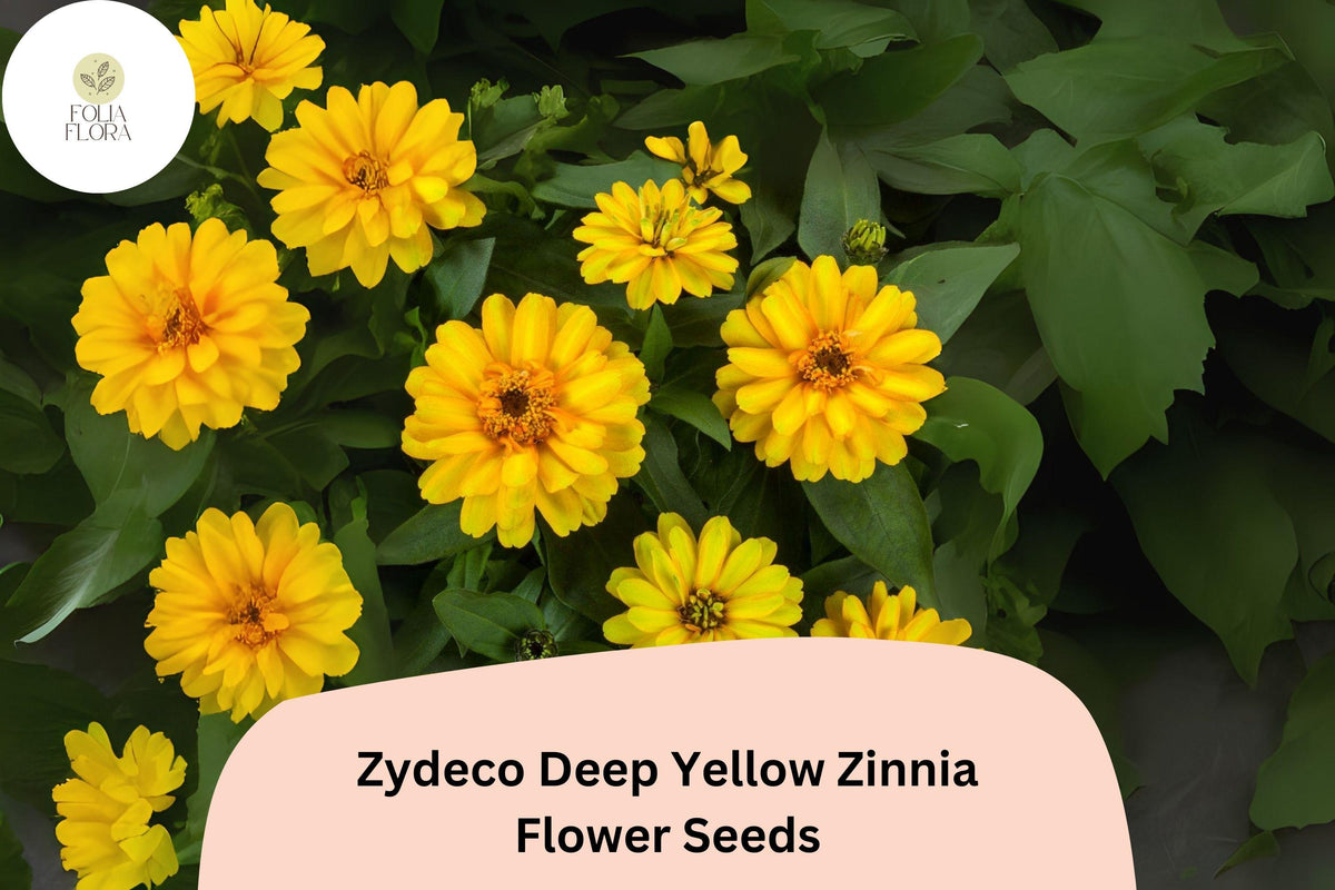 Zinnia Seeds 100+ Zydeco Deep Yellow Non-GMO Flower Seeds for Garden Beds & Cut Flowers - Zinnia elegans