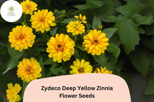 Zinnia Seeds 100+ Zydeco Deep Yellow Non-GMO Flower Seeds for Garden Beds & Cut Flowers - Zinnia elegans
