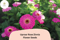 Uproar Rose Zinnia Seeds â€“ Large Pink Blooms, Cut Flower Garden
