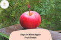 Sops in Wine Apple Seeds | Rare Red-Fleshed Heirloom Variety