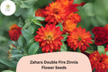 100+ Zahara Double Fire Zinnia Seeds â€“ Non-GMO Orange-Red Blooms
