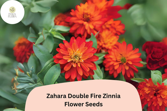 100+ Zahara Double Fire Zinnia Seeds â€“ Non-GMO Orange-Red Blooms