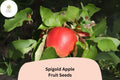 Spigold Apple Seeds | Heirloom Sweet-Tart Malus Domestica