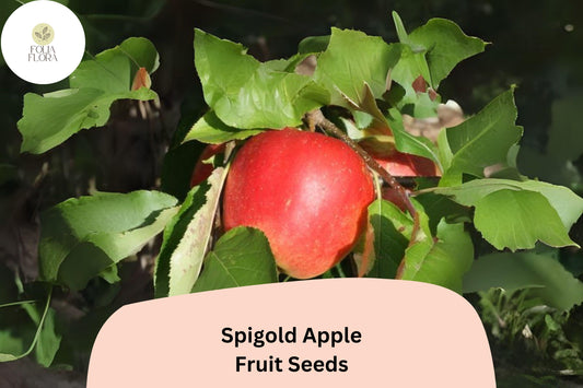 Spigold Apple Seeds | Heirloom Sweet-Tart Malus Domestica