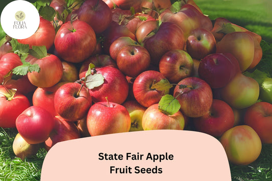 State Fair Apple Seeds | Cold Hardy, Sweet-Tart Variety