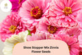 Show Stopper Zinnia Seeds â€“ Vibrant Multi-Color Mix, Non-GMO
