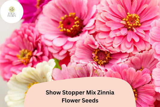 Show Stopper Zinnia Seeds â€“ Vibrant Multi-Color Mix, Non-GMO