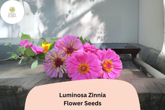100+ Luminosa Zinnia Seeds â€“ Bright Pink Blooms for Garden Planting, Borders & Cut Flower Arrangements