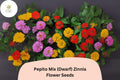 Pepito Mix Zinnia Seeds â€“ Dwarf Easy-Grow Annual Flowers