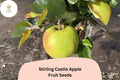 Stirling Castle Apple Seeds | Heirloom Scottish Fruit Tree