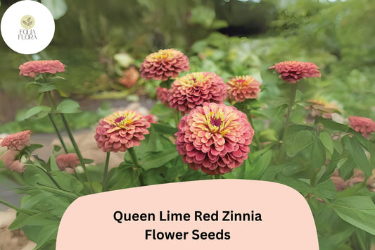 Queen Lime Red Zinnia Seeds - Unique Blooms for Garden & Bouquets