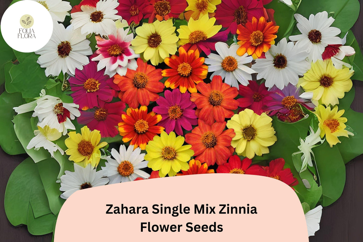 100+ Zahara Single Mix Zinnia Seeds â€“ Vibrant Low-Growing Blooms for Garden Beds & Containers