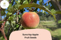 25+ Suncrisp Apple Seeds | Late-Ripening, Sweet-Tart Variety
