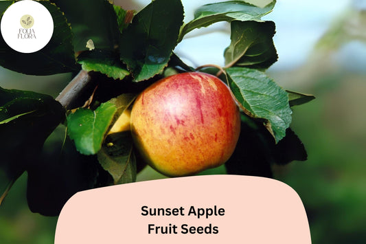 Sunset Apple Seeds | Malus Domestica, Classic English Variety