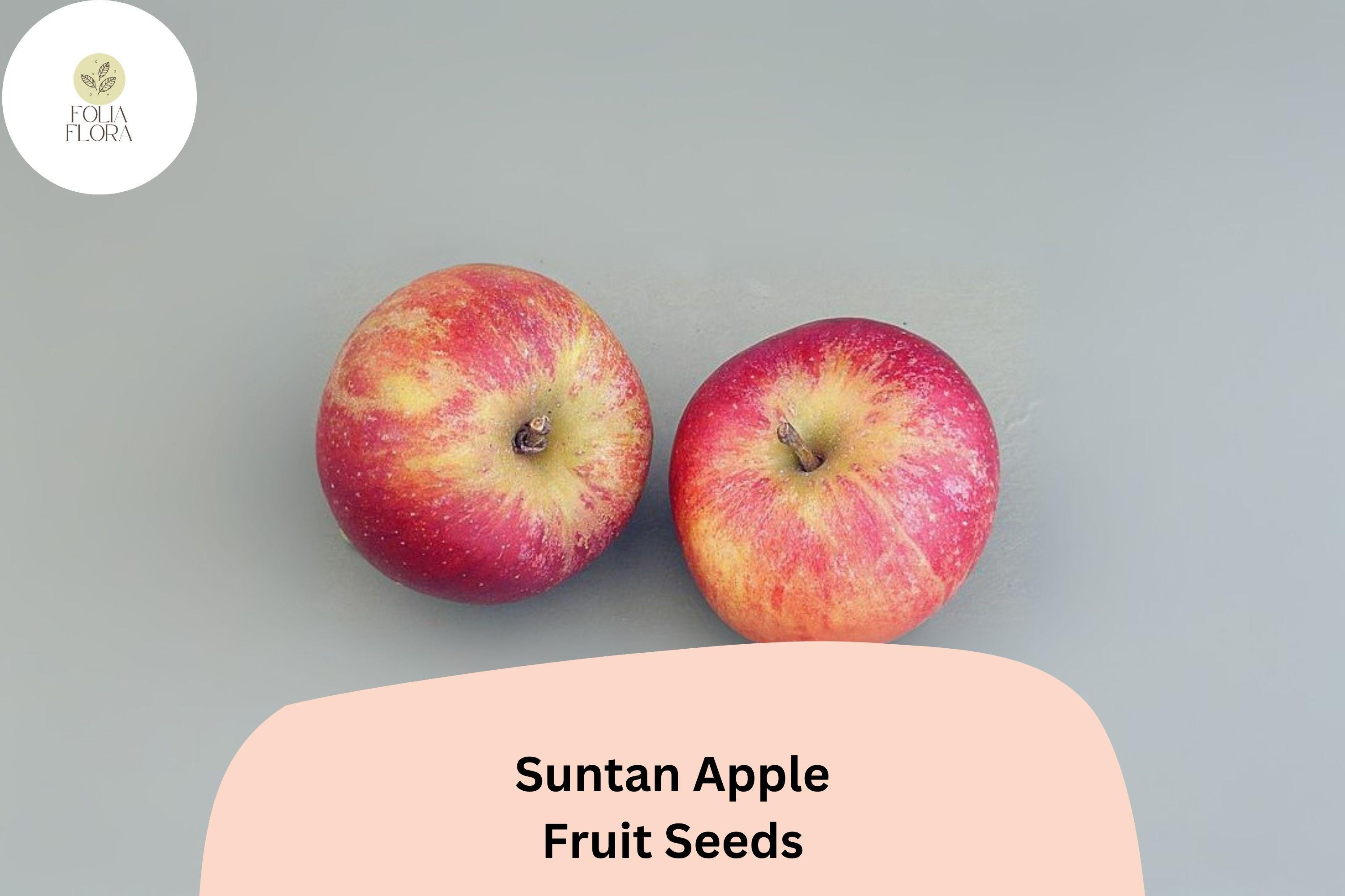 Suntan Apple Seeds | 25+ Malus Domestica, Late Season English Variety
