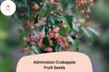 Admiration Crabapple Seeds | Pink-White Blooms, Red Fruits