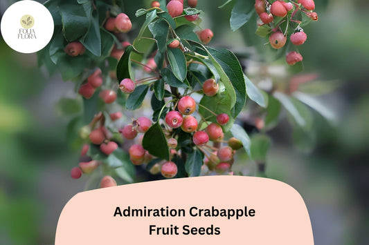 Admiration Crabapple Seeds | Pink-White Blooms, Red Fruits